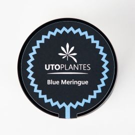 Fleurs de CBD - 8 à 10% - Blue Meringue - Utoplantes