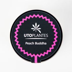 Fleurs de CBD - 8 à 10% - Peach Buddha - Utoplantes