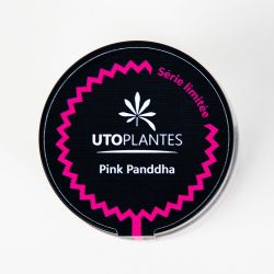 Fleurs de CBD - 8 à 10% - Pink Panddha - Utoplantes