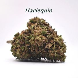 Fleurs de CBD - 7 à 9% - Harlequin - Les Plantes de Tomine