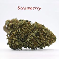 Fleurs de CBD - 7 à 9% - Strawberry - Les Plantes de Tomine