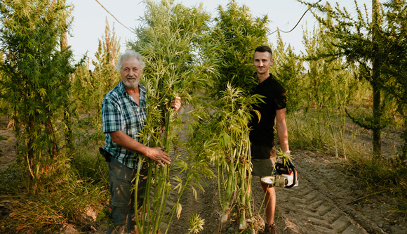 Chanvre Français local et écologique